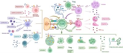 The implication of targeting PD-1:PD-L1 pathway in treating sepsis through immunostimulatory and anti-inflammatory pathways